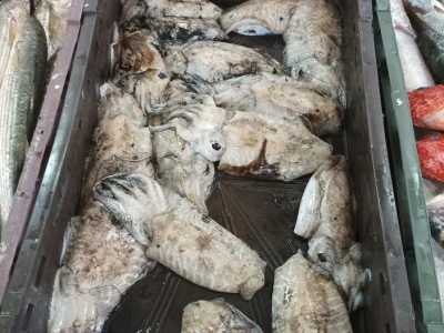 Splitska peškarija obiluje ponudom
