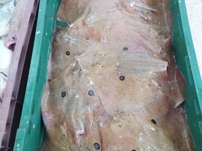 Splitska peškarija obiluje ponudom