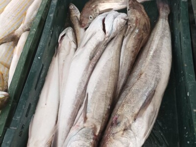 Splitska peškarija obiluje ponudom