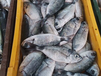 Splitska peškarija obiluje ponudom