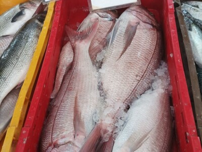 Splitska peškarija obiluje ponudom