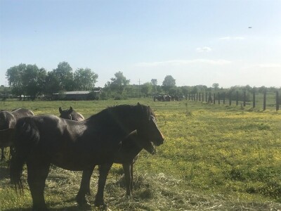 Spojio konjogostvo i ratarstvo