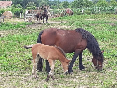 Spojio konjogostvo i ratarstvo