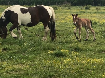 Spojio konjogostvo i ratarstvo