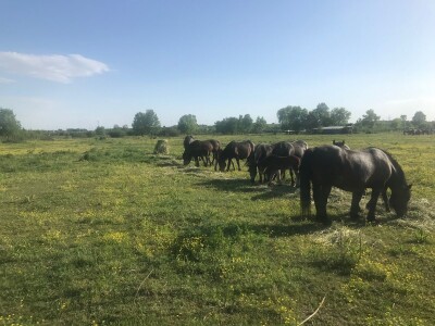 Spojio konjogostvo i ratarstvo