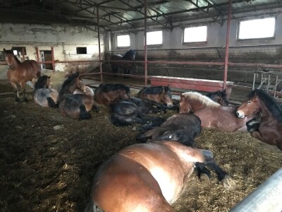 Spojio konjogostvo i ratarstvo