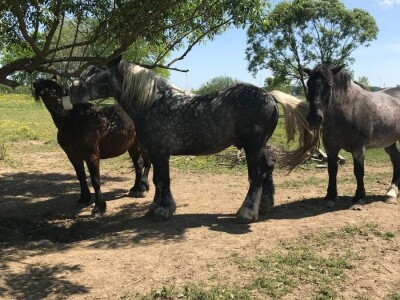 Spojio konjogostvo i ratarstvo