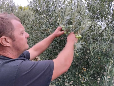 Spongola - proizvodi od maslinovog drva