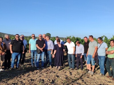 SPORAZUM: Portugalske, ravnokotarske i hercegovačke sorte u istim vinogradima