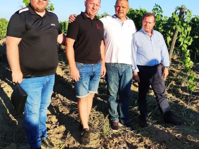 Sporazum: Portugalske, ravnokotarske i hercegovačke sorte u istim vinogradima