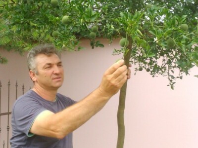 Šporčić proizvodi i sadnice sibirskog limuna