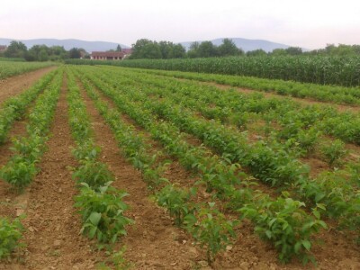 Podloge oraha za cijepljenje