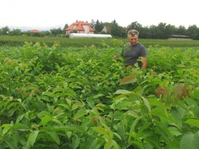 Sadnice oraha odlično napreduju