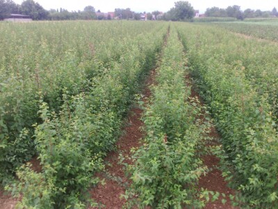 Podloge za cijepljenje šljive