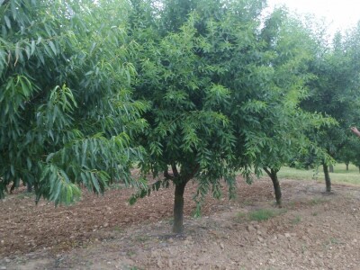 Matična stabla bajama