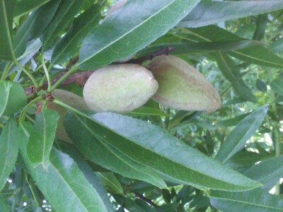 Plodovi bajama opstali unatoč jakom mrazu