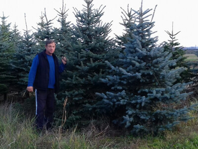 Imaju i rasadnik božićnih drvaca Imaju i rasadnik božićnih drvaca