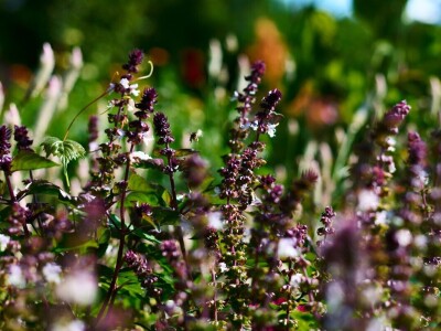 Sporim cvijećem do održivog cvjećarstva