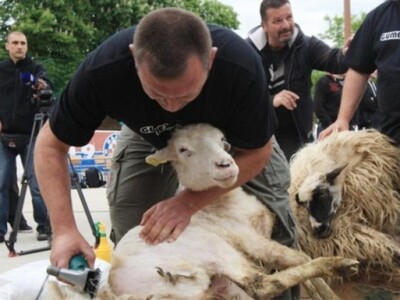 Spretan šišač ovaca izazvao pozornost gledatelja
