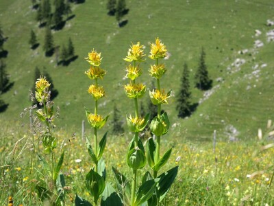 Hercegovački srčanik Hercegovački srčanik