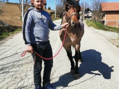 Radni konji kao atrakcija