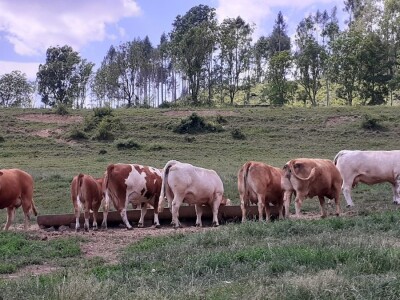 Srednja poljoprivredna škola Weindorf u Austriji