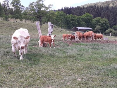 Srednja poljoprivredna škola Weindorf u Austriji