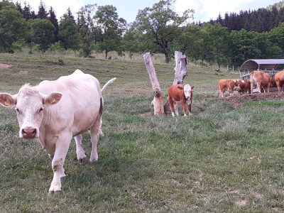 Srednja poljoprivredna škola Weindorf u Austriji