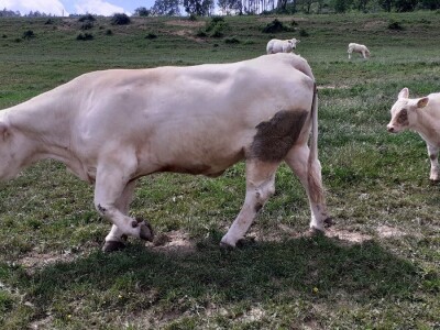 Srednja poljoprivredna škola Weindorf u Austriji