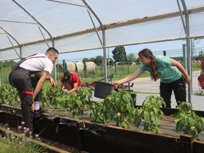 Srednja škola Stjepana Sulimanca u Pitomači