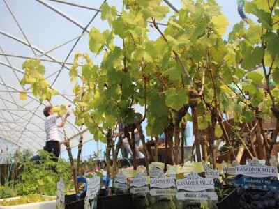 Srednja škola Stjepana Sulimanca u Pitomači