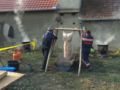 Sremski svinjokolj u Vognju Sremski svinjokolj u Vognju