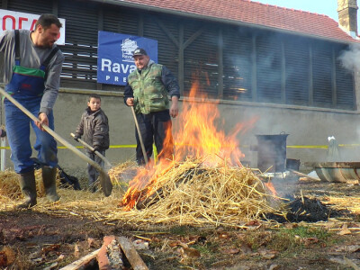 Sremski svinjokolj u Vognju Sremski svinjokolj u Vognju