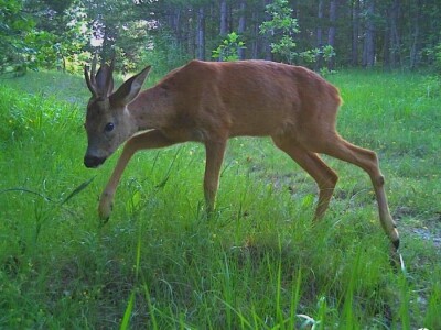 Prof. dr. sc. Josip Kusak - vukovi i križanci