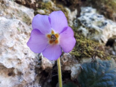 Srpska i Natalijina ramonda zajedno rastu samo kraj Niša