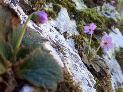 Srpska i Natalijina ramonda zajedno rastu samo kraj Niša