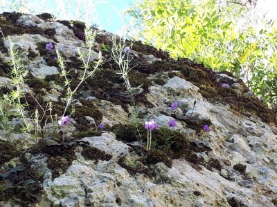 Srpska i Natalijina ramonda zajedno rastu samo kraj Niša