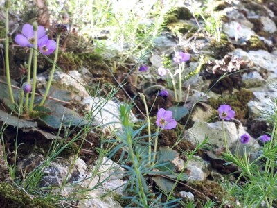 Srpska i Natalijina ramonda zajedno rastu samo kraj Niša