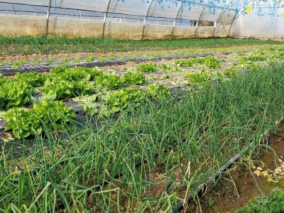 Šta čeka poljoprivrednike u ovoj godini?