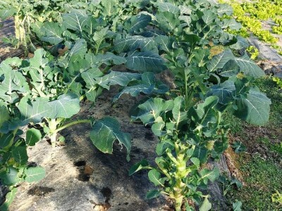 Šta čeka poljoprivrednike u ovoj godini?