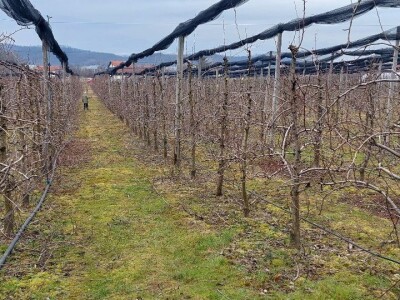 Šta čeka poljoprivrednike u ovoj godini?