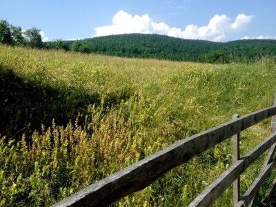 Šta je selo bez krava!? Šta je selo bez krava!?