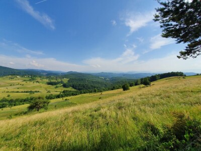 Šta je selo bez krava!? Šta je selo bez krava!?