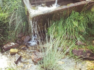 Šta je selo bez krava!? Šta je selo bez krava!?