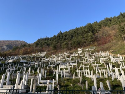 Šta je zajedničko siru, bilju, Ivi i Ćiri, a nisu veziri?