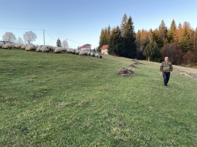 Šta je zajedničko siru, bilju, Ivi i Ćiri, a nisu veziri?