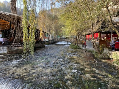 Šta je zajedničko siru, bilju, Ivi i Ćiri, a nisu veziri?