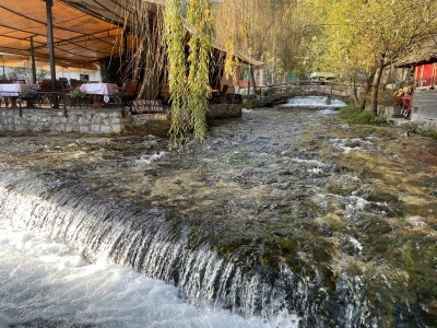 Šta je zajedničko siru, bilju, Ivi i Ćiri, a nisu veziri?