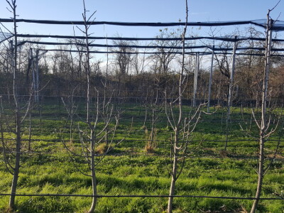 Zimska rezidba stabala krušaka