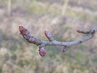 Stabla kruške sorta Santa Marija Stabla kruške sorta Santa Marija